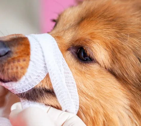 Dog Bandage Emergency Medic